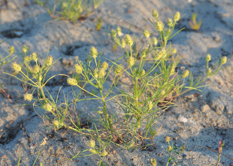 Изображение особи Plantago arenaria.