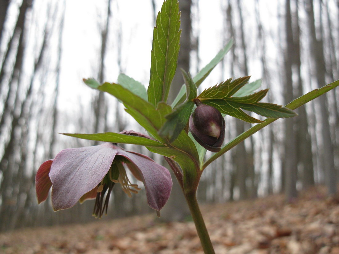 Image of Helleborus purpurascens specimen.