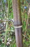 Phyllostachys nigra