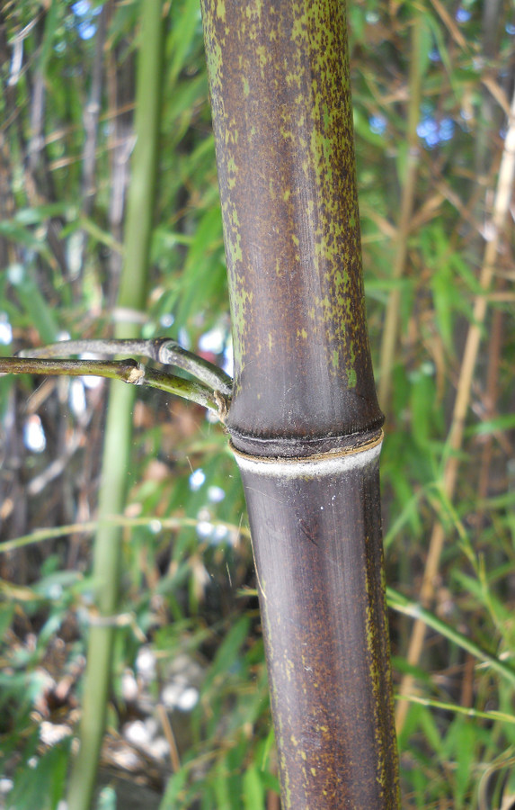 Изображение особи Phyllostachys nigra.