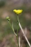 genus Ranunculus. Верхушка растения с цветком и бутонами. Южный Казахстан, горы Каракус. 20.04.2012.