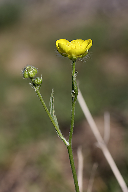 Изображение особи род Ranunculus.