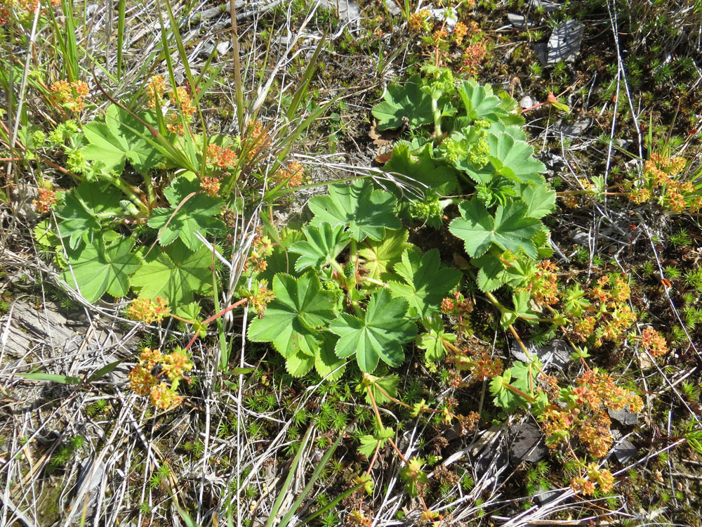 Image of Alchemilla conglobata specimen.