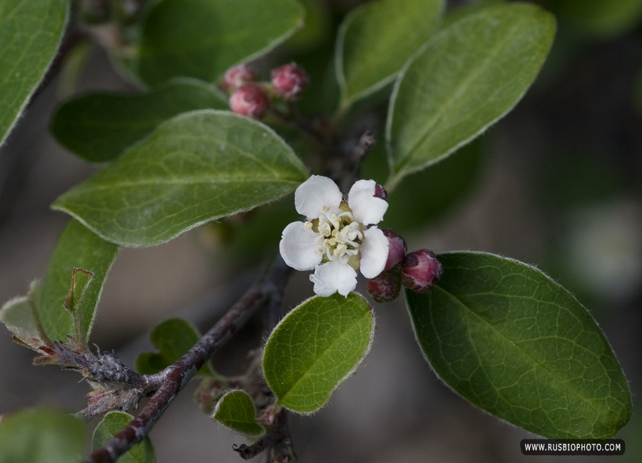 Изображение особи Cotoneaster tauricus.