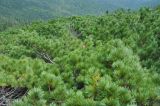 Pinus pumila. Растения на склоне. Хабаровский край, Амурские столбы. 22.07.2012.