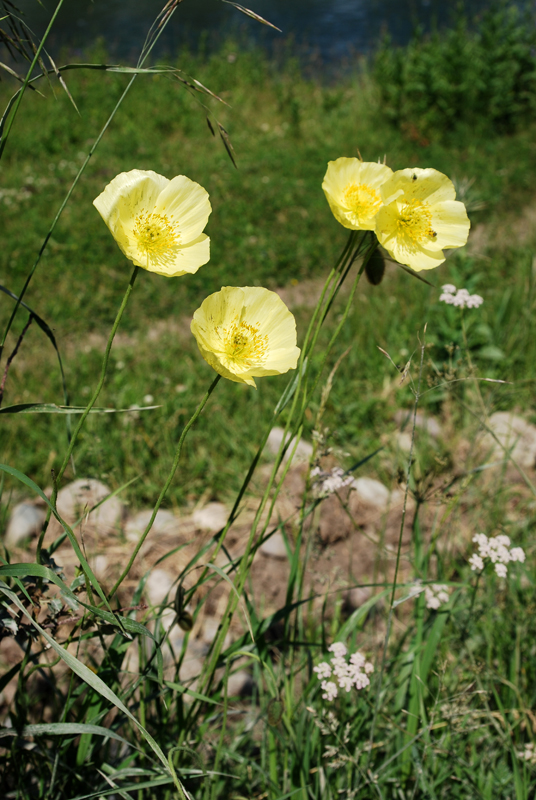 Image of genus Papaver specimen.