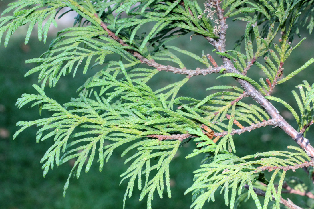 Изображение особи Thuja plicata.