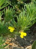 Ajuga glabra