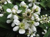 Rubus allegheniensis. Цветки. Московская обл., г. Кубинка. 01.06.2012.