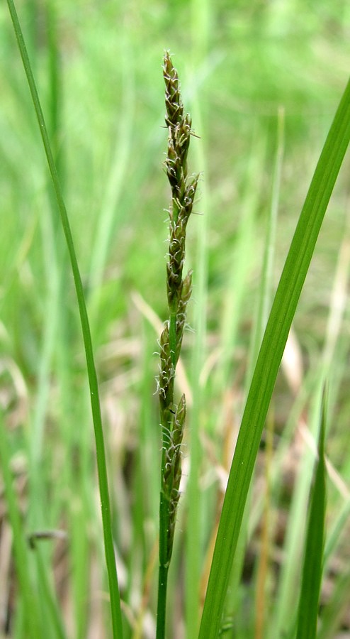 Изображение особи Carex elongata.