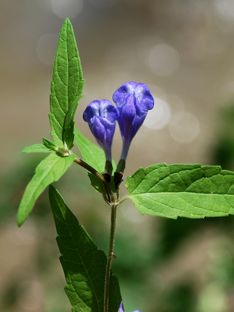 Image of Scutellaria galericulata specimen.