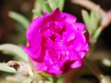 Portulaca grandiflora