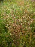 Agrostis canina