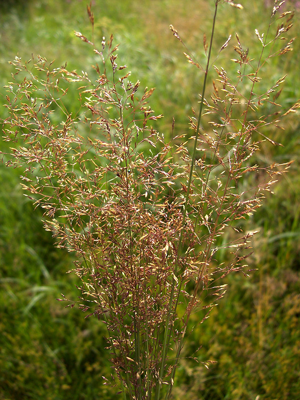 Изображение особи Agrostis canina.