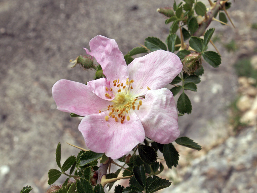 Image of Rosa webbiana specimen.