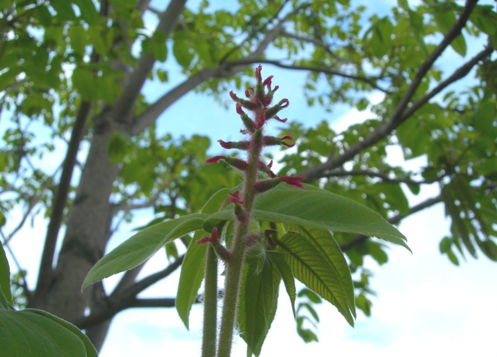 Изображение особи Juglans mandshurica.