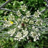 Daucus carota