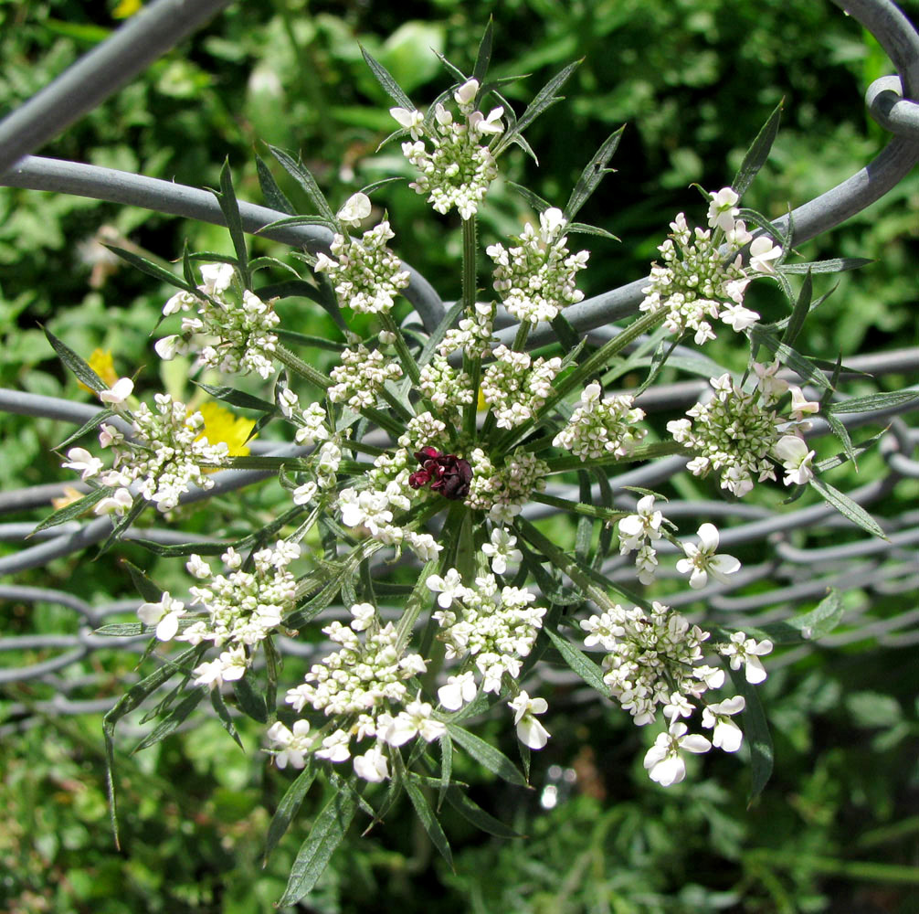 Изображение особи Daucus carota.