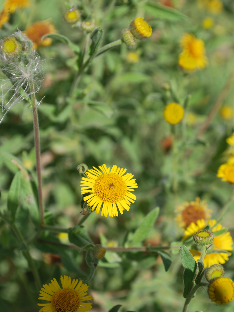 Изображение особи Pulicaria dysenterica.