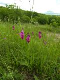 Gladiolus tenuis