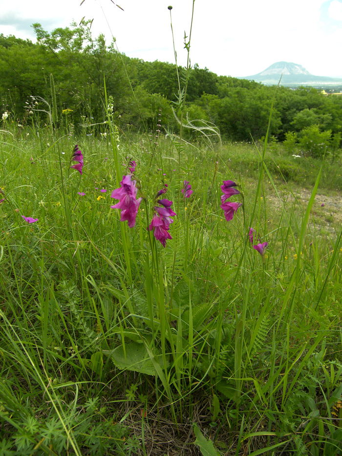 Изображение особи Gladiolus tenuis.