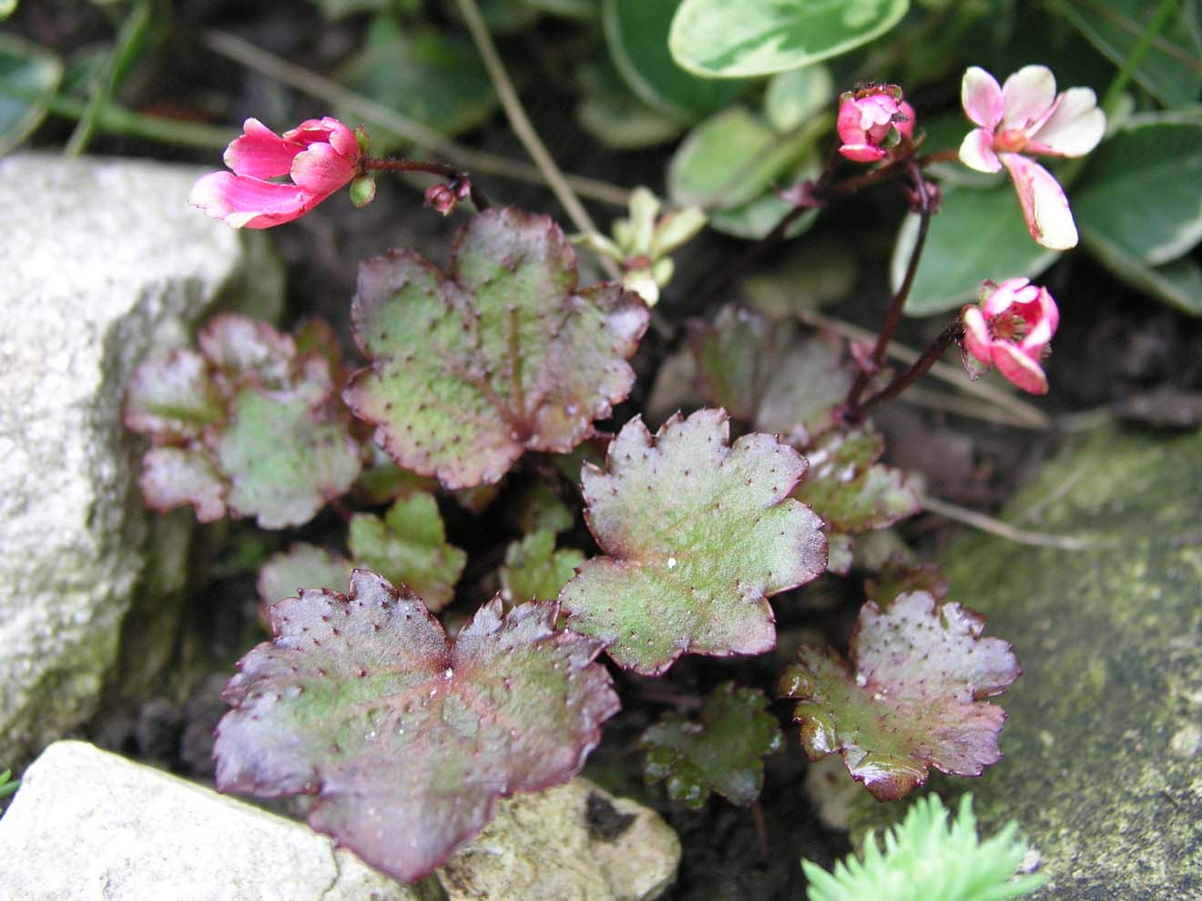 Image of Saxifraga fortunei specimen.