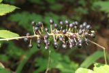 Actaea spicata