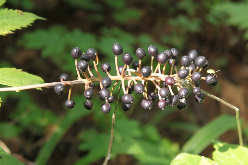 Image of Actaea spicata specimen.