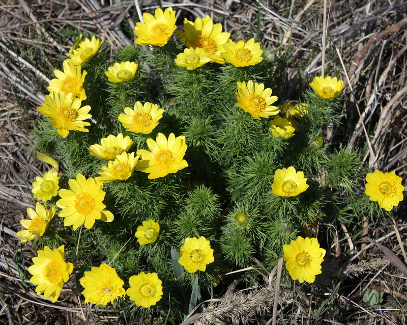 Изображение особи Adonis vernalis.