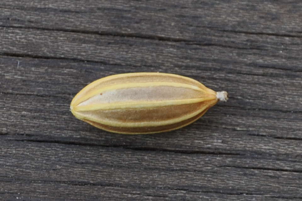 Image of Elaeagnus pungens specimen.