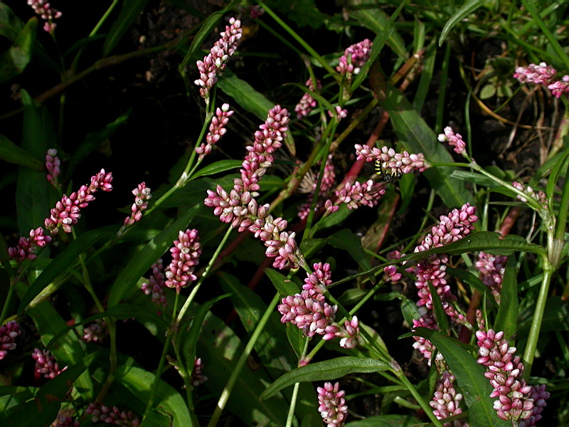 Image of Persicaria maculosa specimen.