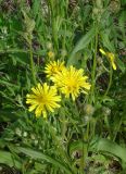Crepis tectorum. Цветущее растение. Якутия (Саха), Мирнинский р-н, окр. пос. Светлый, берег р. Вилюй. 25.06.2009.