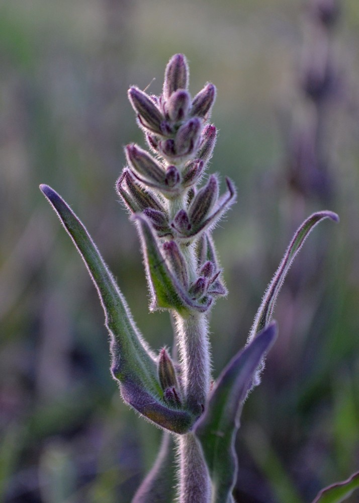 Image of genus Melandrium specimen.