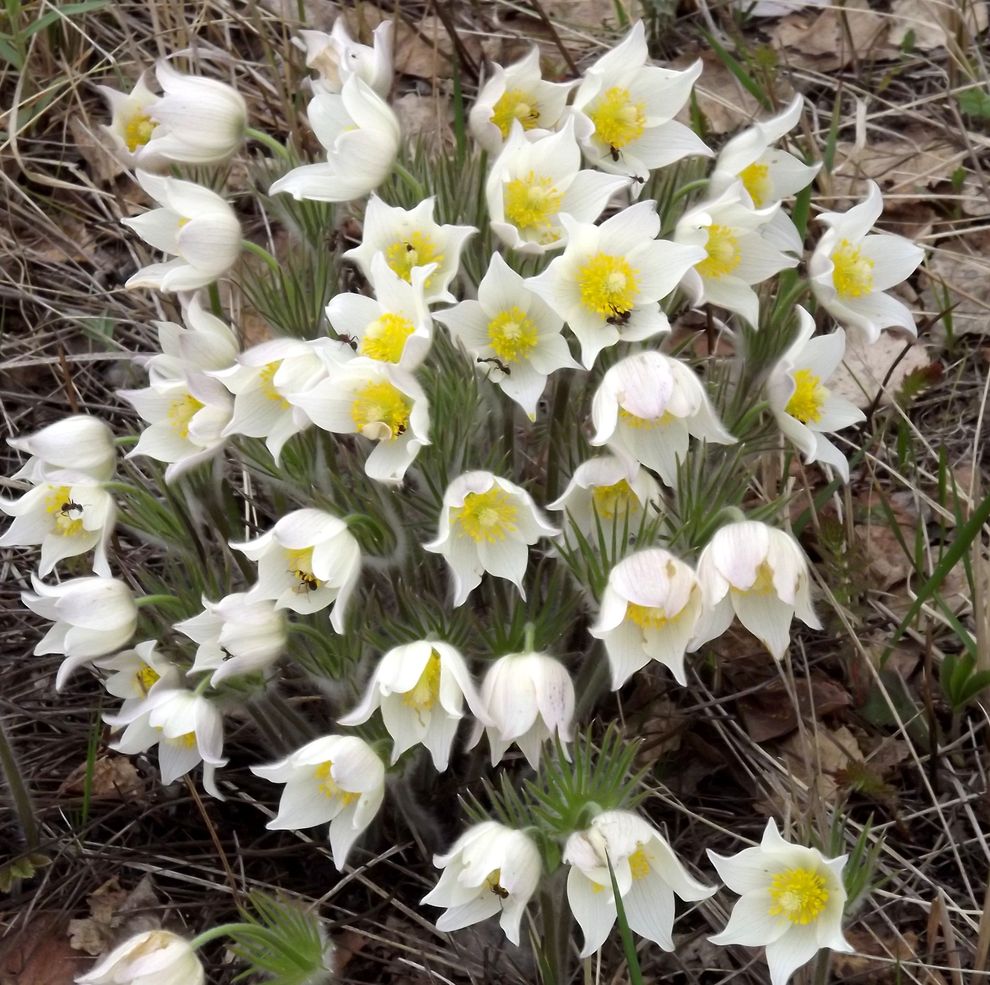 Изображение особи Pulsatilla orientali-sibirica.