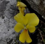 Viola pseudograeca