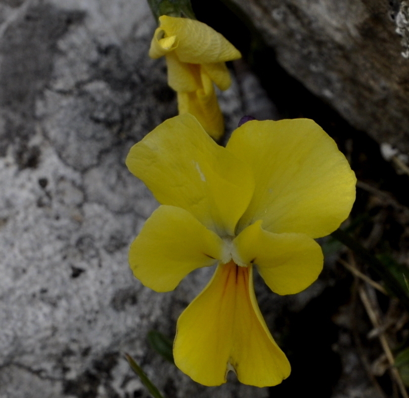 Изображение особи Viola pseudograeca.