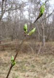 род Euonymus. Побег с распускающимися почками. Ставропольский край, г. Кисловодск, Курортный парк средний. 27.03.2013.