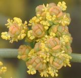 Ephedra distachya