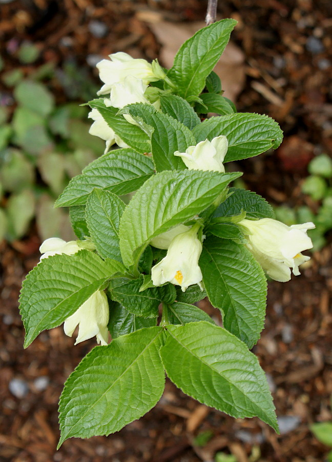 Изображение особи Weigela middendorffiana.