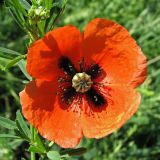 Papaver stevenianum