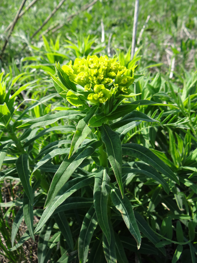 Изображение особи Euphorbia semivillosa.