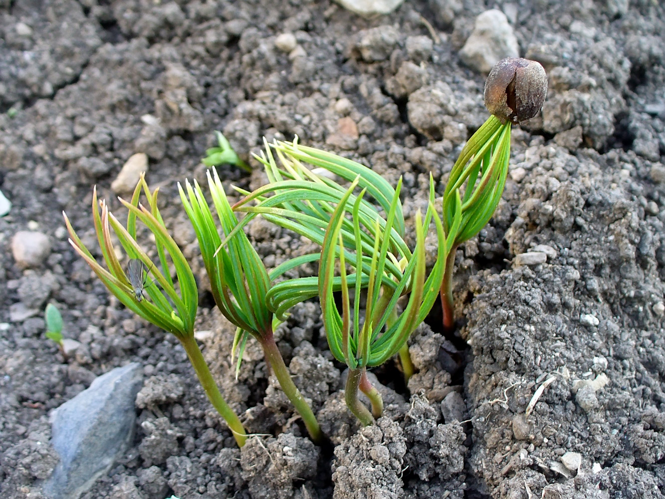 Image of Pinus sibirica specimen.