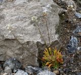 Saxifraga cotyledon