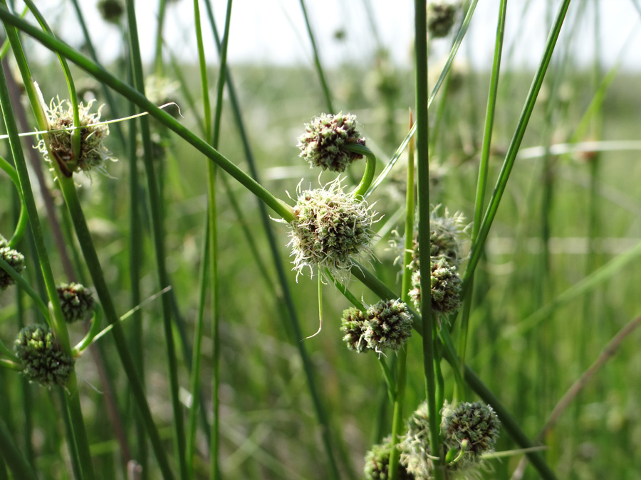 Изображение особи Scirpoides holoschoenus.