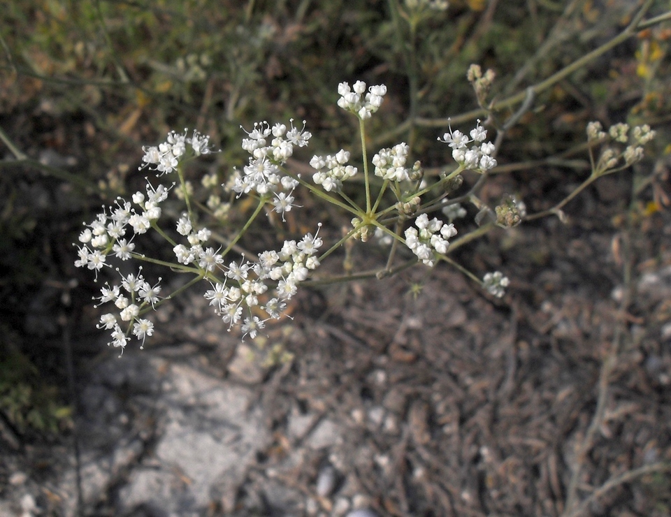 Изображение особи Pimpinella tragium.