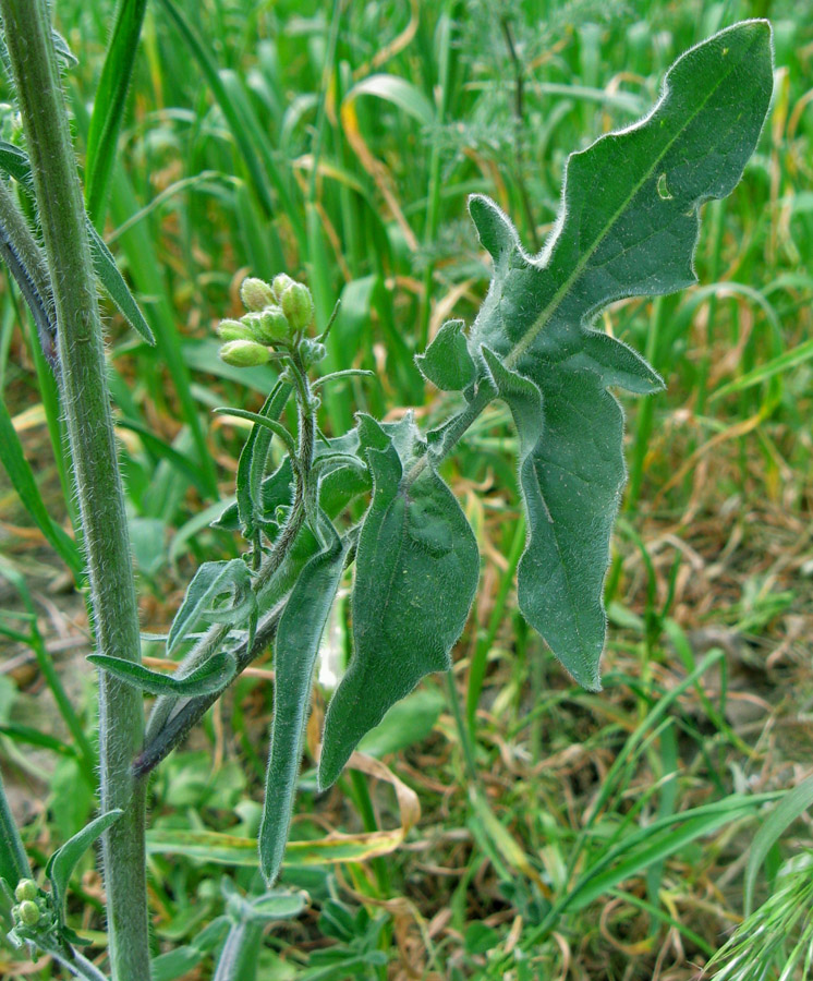 Image of Sisymbrium orientale specimen.