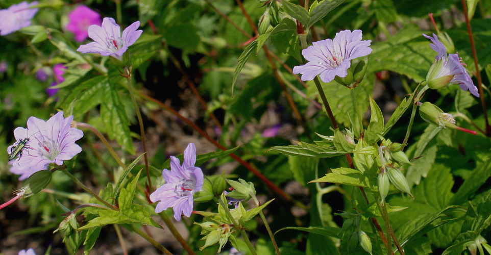 Изображение особи Geranium nodosum.