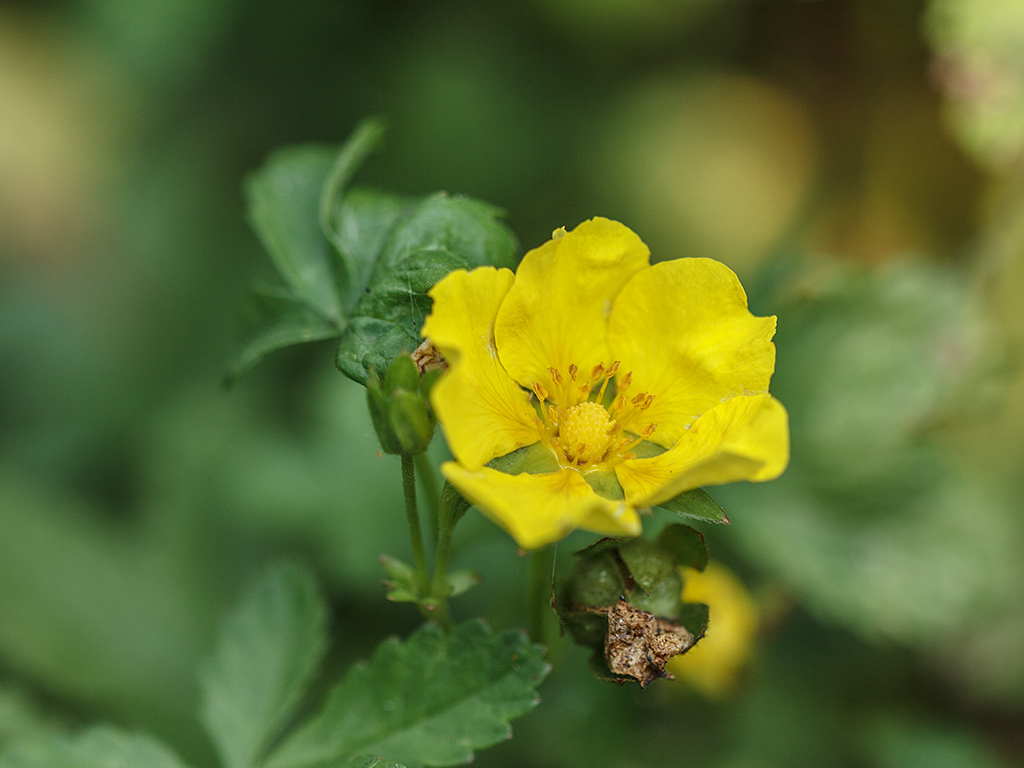 Изображение особи Potentilla reptans.