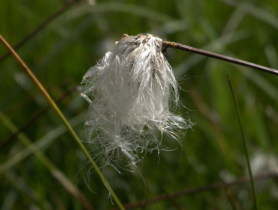 Image of Eriophorum vaginatum specimen.