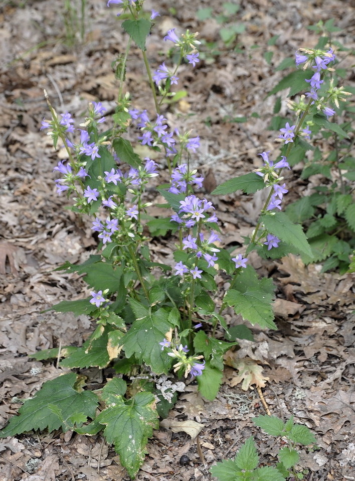 Изображение особи Campanula trachelium.